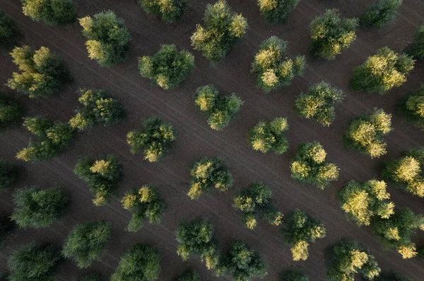 Фотографическая Документация Рядов Оливковых Деревьев Сверху — стоковое фото