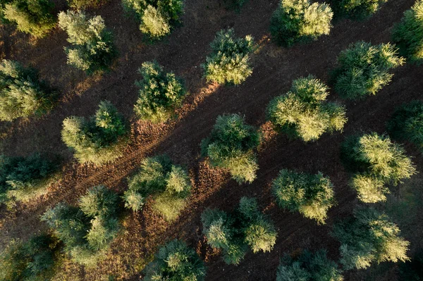 Photographic documentation of rows of olive trees seen from above
