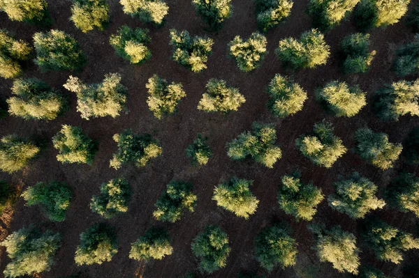 Fotografische Dokumentation Von Reihen Von Olivenbäumen Von Oben Gesehen — Stockfoto
