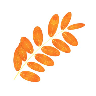 Solmuş sonbahar yaprakları. Leke desenli turuncu ve kırmızı renkli yaprak