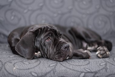 Siyah dişi Napoli Mastiff köpeği koltuğa uzanmış, genç büyük bir köpeğin portresi.