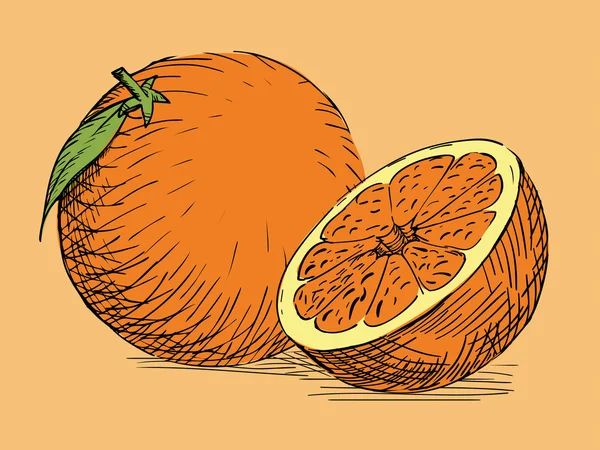 Laranja citrina desenhada à mão —  Vetores de Stock