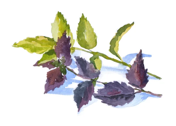 Akvarell gyógynövény bazsalikom — Stock Fotó