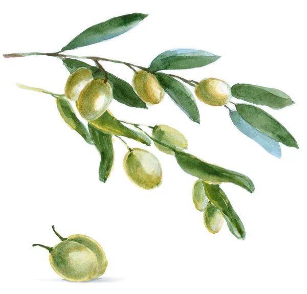 Aquarela olivies ramo — Fotografia de Stock