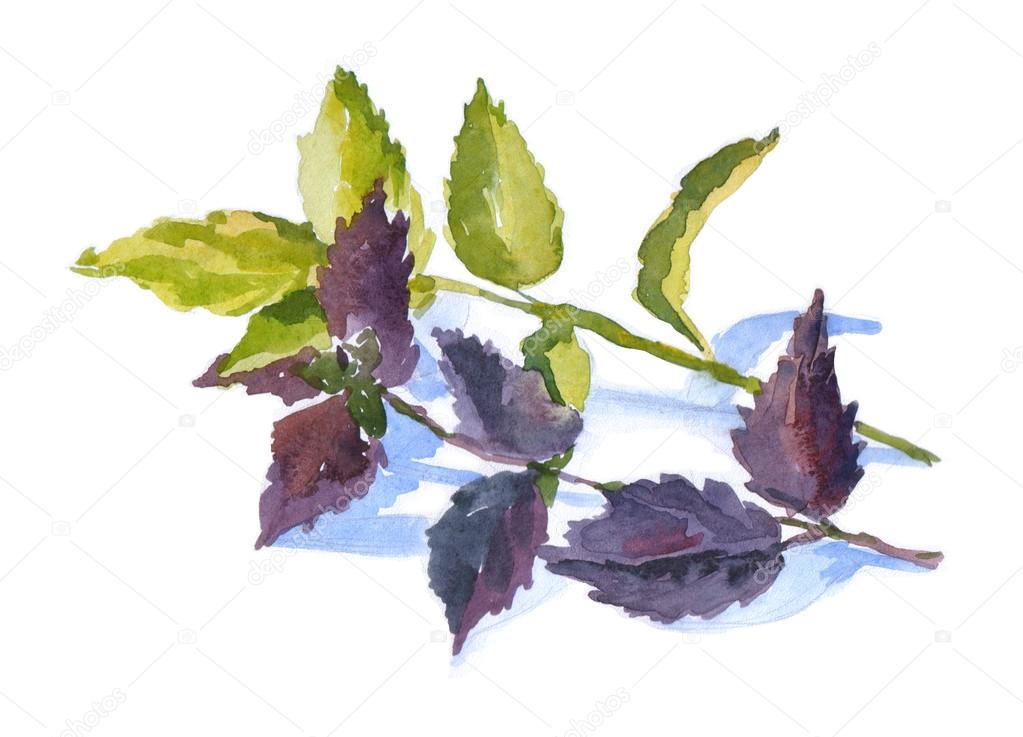 watercolor herbal basil