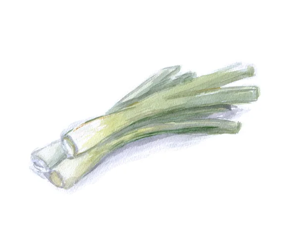 Alho-porro aquarela, ingredientes para prato — Fotografia de Stock