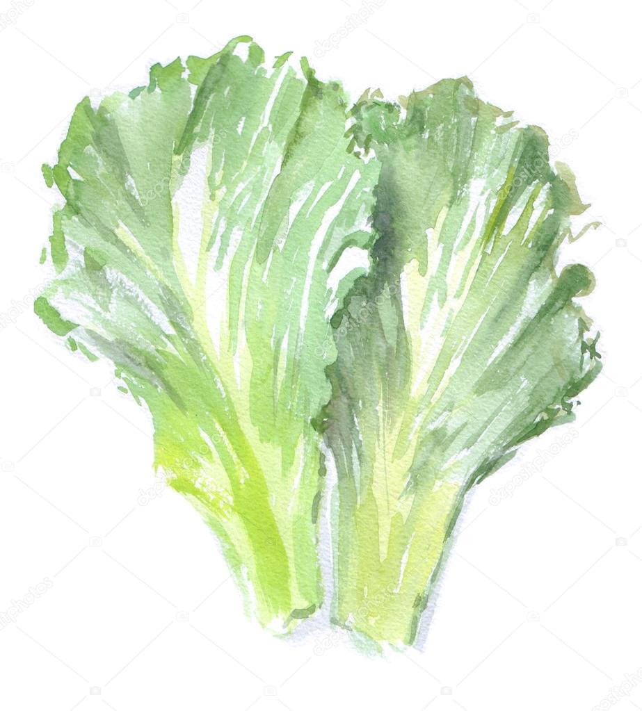 watercolor green salad