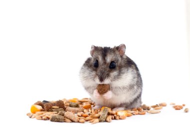 hamster öğle