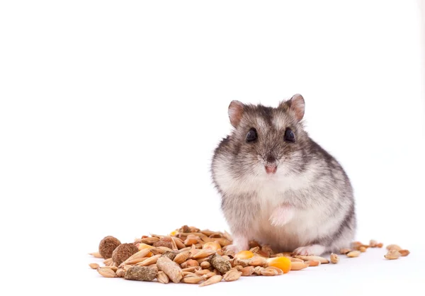 Hamster lunch — Stock Photo, Image