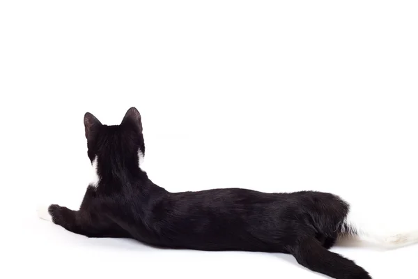 Чёрная кошка играет с мячом — стоковое фото