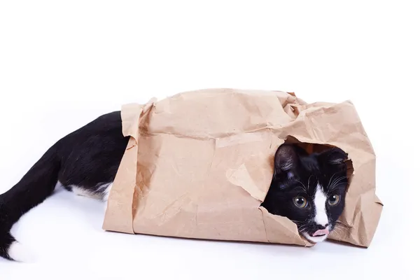 Zwarte kat in een papieren zak — Stockfoto