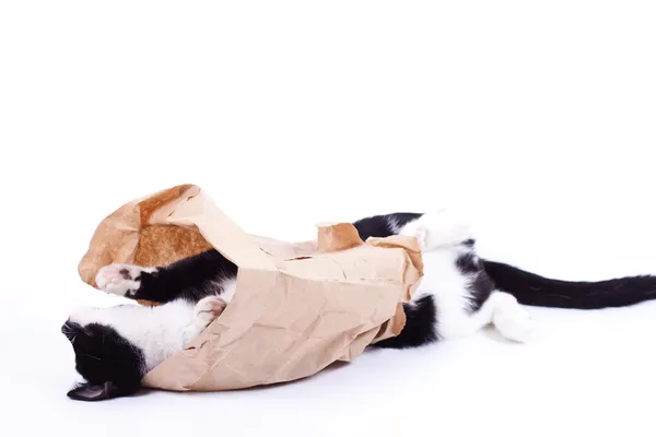 Svart katt i en papperspåse — Stockfoto