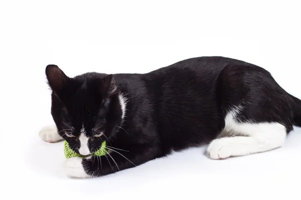 Svart katt leker med en boll — Stockfoto