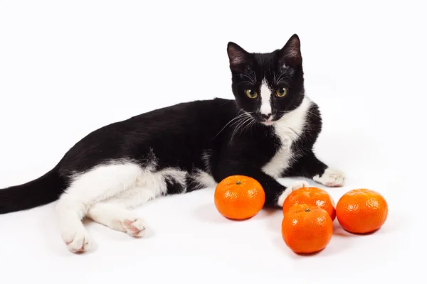 Zwarte kat op witte achtergrond in studio — Stockfoto