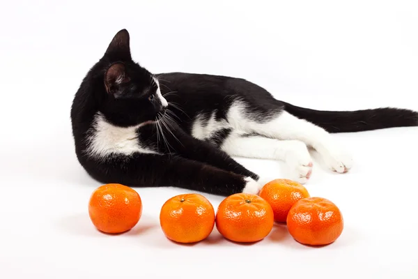 Zwarte kat in een papieren zak op witte achtergrond — Stockfoto