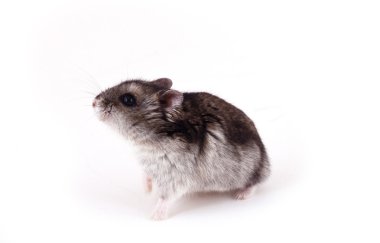 hamster oturma üzerine beyaz izole