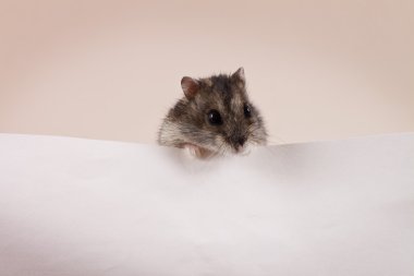 hamster gözatma out beyaz
