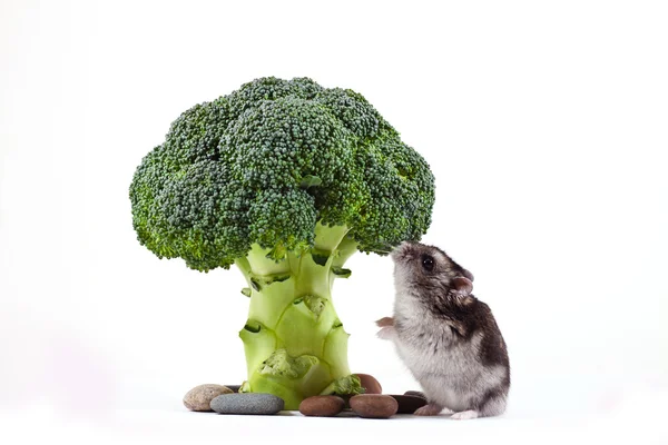 Hamster eating cauliflower — Stock Photo, Image