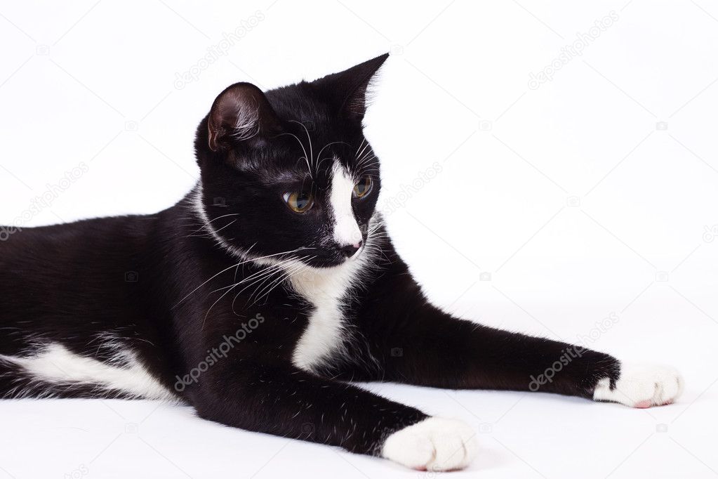 Black cat on white background