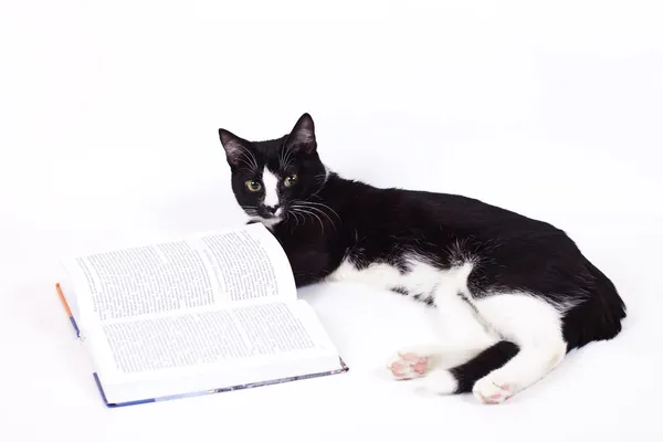 Black cat on white background — Stock Photo, Image