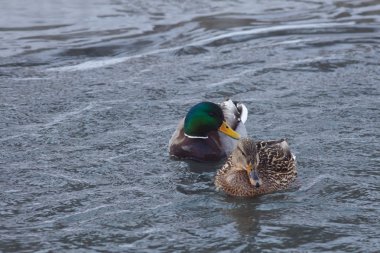 Kış nehir üzerinde ördek sürüsü