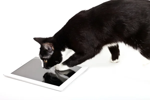 Svart katt med tablet PC på vit bakgrund — Stockfoto