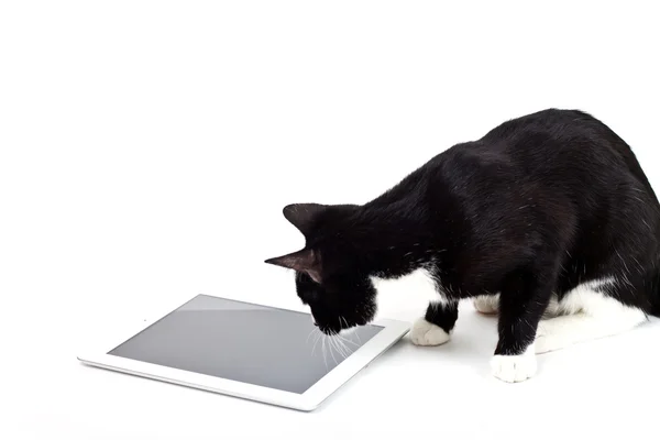 Svart katt med tablet PC på vit bakgrund — Stockfoto
