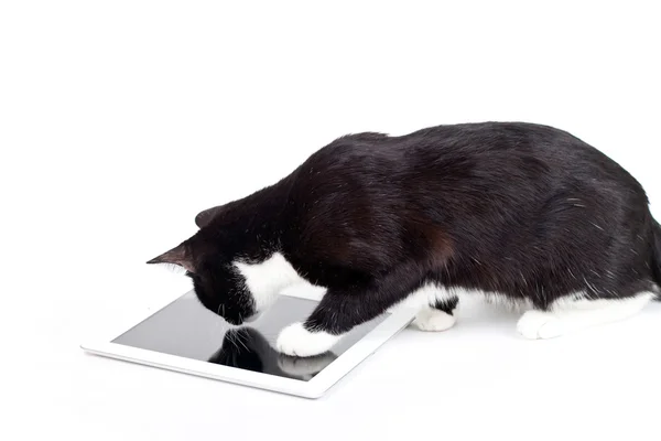 Preto gato toque tablet computador — Fotografia de Stock