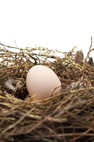 Ein ländliches Ei im Nest — Stockfoto