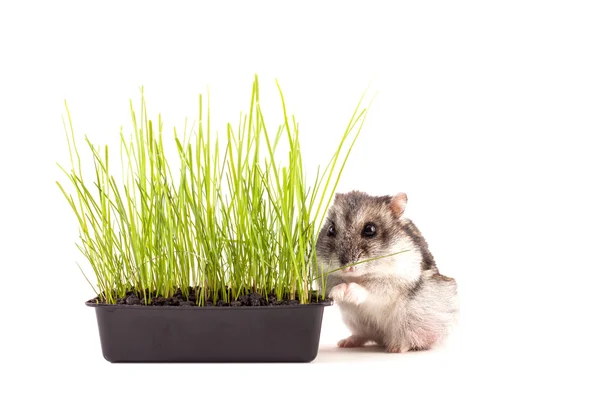 Hámster pequeño escondido en hierba verde — Foto de Stock