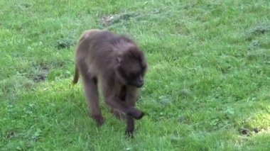 Theropithecus gelada kanayan kalpli maymun karnında asılı küçük bir maymun taşıyor.