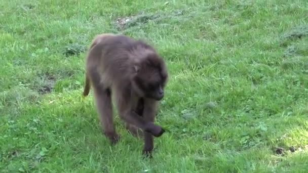 Theropithecus Gelada Bloedend Hart Aap Draagt Een Kleine Aap Opknoping — Stockvideo