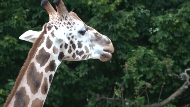 Giraffa Mastica Erba Sullo Sfondo Sono Alberi — Video Stock