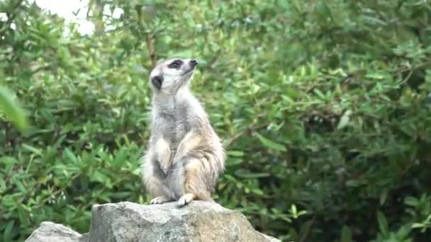 Meerkat Guard Rock Background Trees — Stockvideo