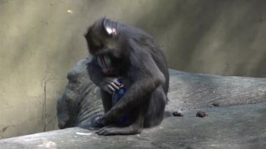 Ağır çekim filmi. Mandrill maymunu plastik şişeyi inceler sonra ağzına alır ve gider..