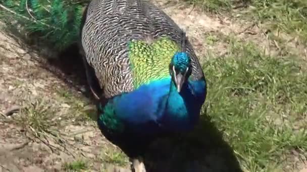 Colorful Peacock Running Away — Video Stock