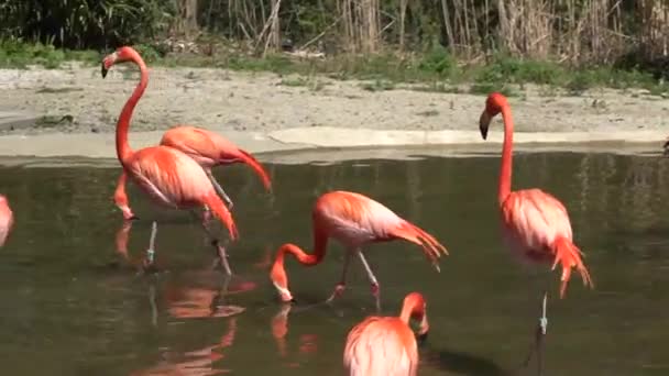 Flamingo Kaçar Diğeriyle Çarpışır Suda Yürüyen Bir Flamingo Sürüsü — Stok video