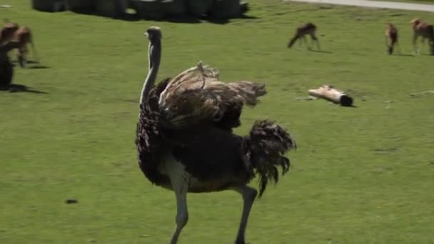 Struisvogel Loopt Het Gras Van Een Zonovergoten Weide — Stockvideo