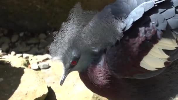 Koronowany Gołąb Ptaka Czyści Pazury Jego Czerwone Oczy Błyszczą Zapadającym — Wideo stockowe