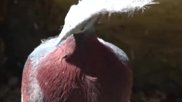 Paloma Coronada Sclater Limpia Sus Plumas Detalle Cabeza Sus Ojos — Vídeo de stock