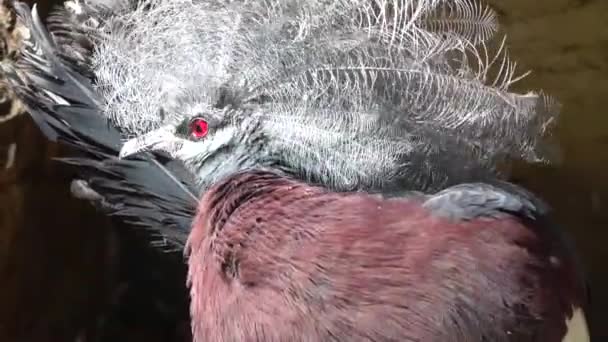 Sclater Crowned Pigeon Cleans Its Feathers Head Detail His Red — Vídeo de Stock