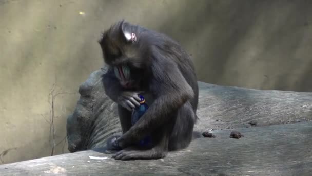 Slow Motion Movie Mandrill Monkey Studies Plastic Bottle Takes Its — Video Stock