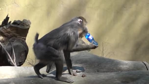 Zpomalené Video Mandrill Opice Nese Plastovou Láhev Ústech Pak Sedí — Stock video