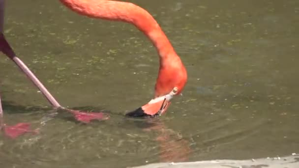 Close Flamingo Head Drinking Water — Vídeo de Stock