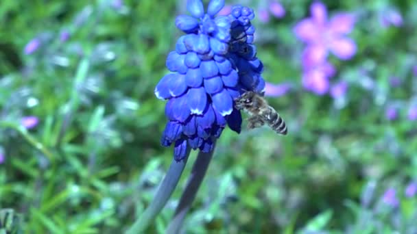 Långsamma Rörelser Hos Ett Som Samlar Pollen Från Blå Hyacint — Stockvideo