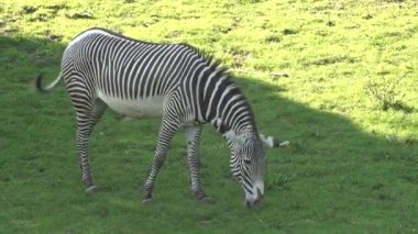Zebra grazes on the grass