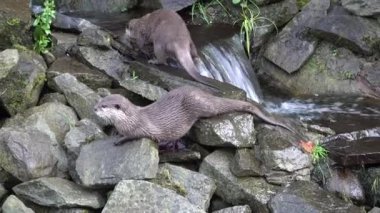 Otter drinks water from a stream