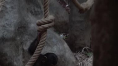 Chimpanzee cub crawling on a rope