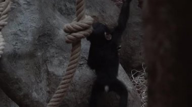 Chimpanzee cub crawling on a rope