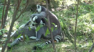 Lemurlar sabah hijyeni sırasında lemur gözlemlemekten rahatsız olurlar.